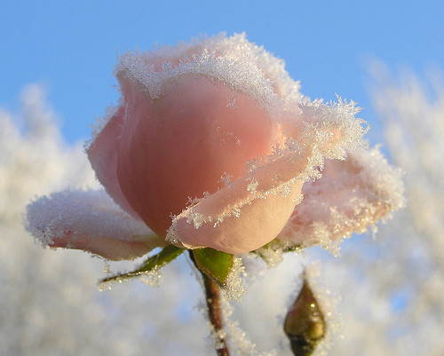 Une rose des "saints de glace"