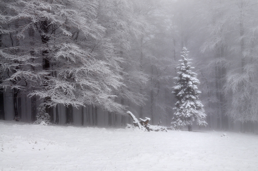 Neige en noir et blanc